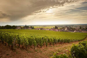 大德园：勃艮第10大最受欢迎的葡萄园