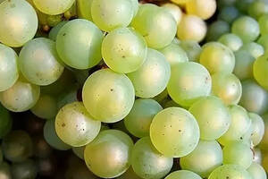 【法庄】被低估的勃艮第白葡萄品种