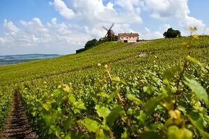 世界上最讲究风土的葡萄酒圣地-勃艮第葡萄园区分级介绍：下篇