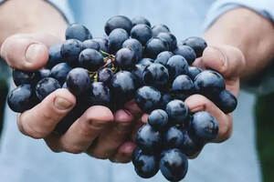 黑皮诺-一个红葡萄品种是如何酿造白葡萄酒、桃红以及起泡的？