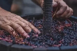 「法庄」顶级葡萄酒的来源-勃艮第黑皮诺的酿造和品鉴！