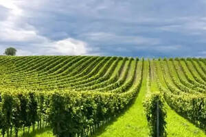 「法庄」夜丘葡萄酒业-一家专门做勃艮第夜丘红酒的公司