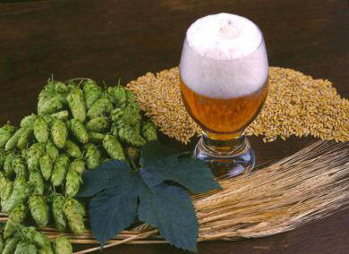精酿啤酒按啤酒酵母的特性分类
