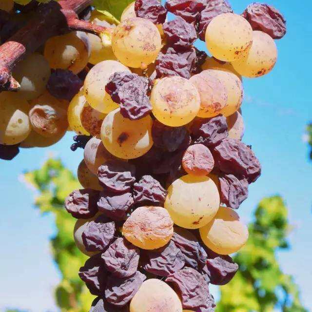 滴金——葡萄酒界一款堪比爱马仕的顶级品牌
