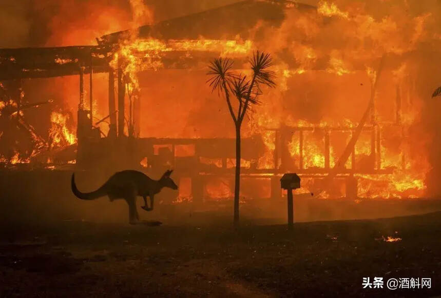 5亿野生动物丧生澳洲大火，60余家酒庄受灾，澳洲酒预计涨价