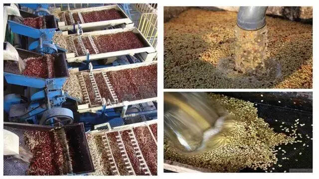 从咖啡到啤酒：“精”来自良好的发酵