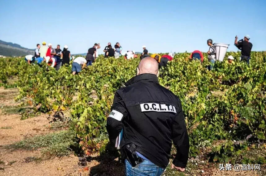 欧洲警署捣毁一葡萄园劳工贩卖团伙，受害者多达167名
