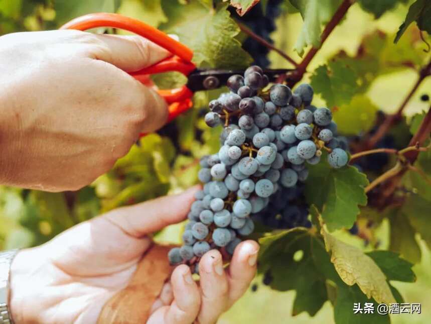 中国主流的酿酒葡萄，花样不少