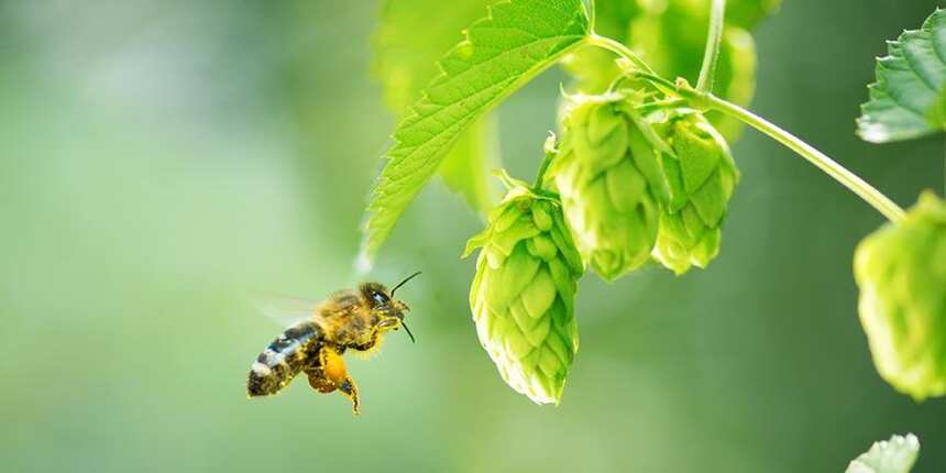 喝啤酒就是拯救地球：一则刻不容缓，和蜜蜂有关的故事