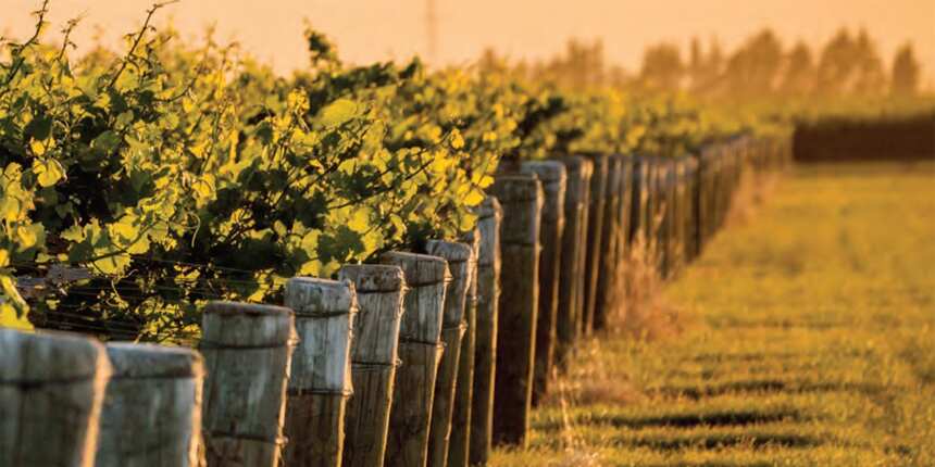 8.18黑皮诺日：世界最贵葡萄品种是怎样炼成的？