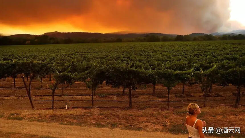 史上最难葡萄采收季！美州大火，欧洲过剩，疫情遭遇“用工荒”