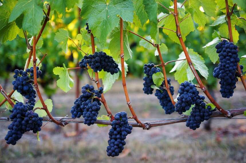 8.18黑皮诺日：世界最贵葡萄品种是怎样炼成的？