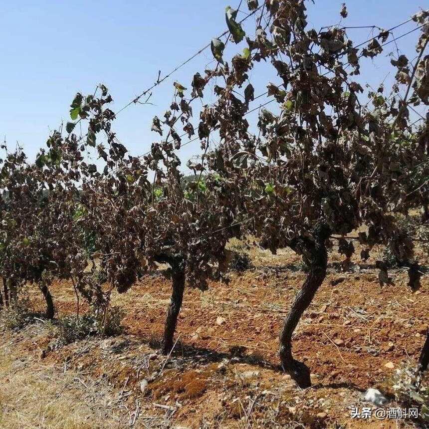 超级热浪来袭，近40%南法葡萄藤被毁
