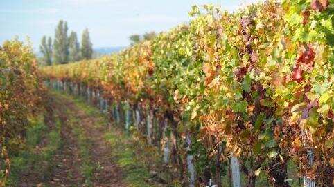 连法国总理都赞口不绝的葡萄酒产区到底好在哪里？
