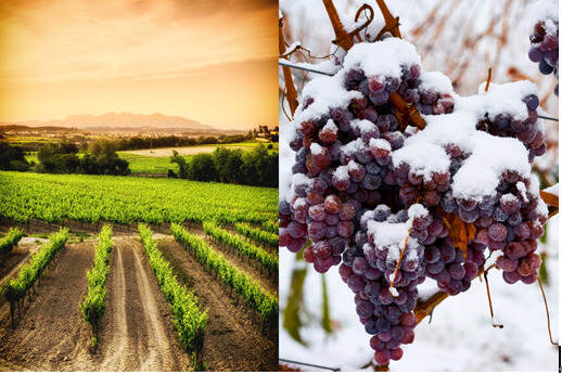 葡萄酒：冷凉气候VS温暖气候