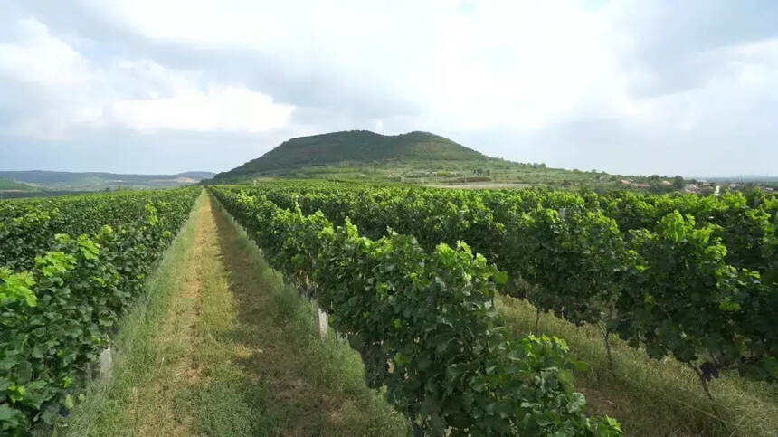揭秘！你知道蓬莱产区最佳葡萄园，是怎样炼成的吗？