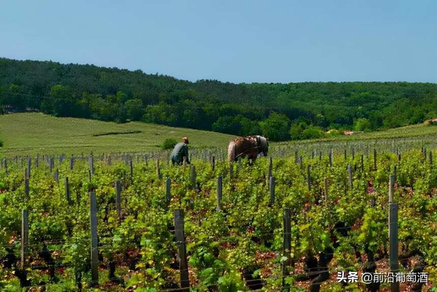 法国勃艮第葡萄酒之渥尔内(VOLNAY)产区简介，勃艮第沃尔内葡萄酒