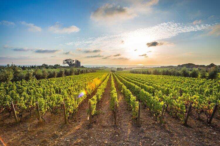 全球十大葡萄酒生产国，意大利继续卫冕冠军宝座