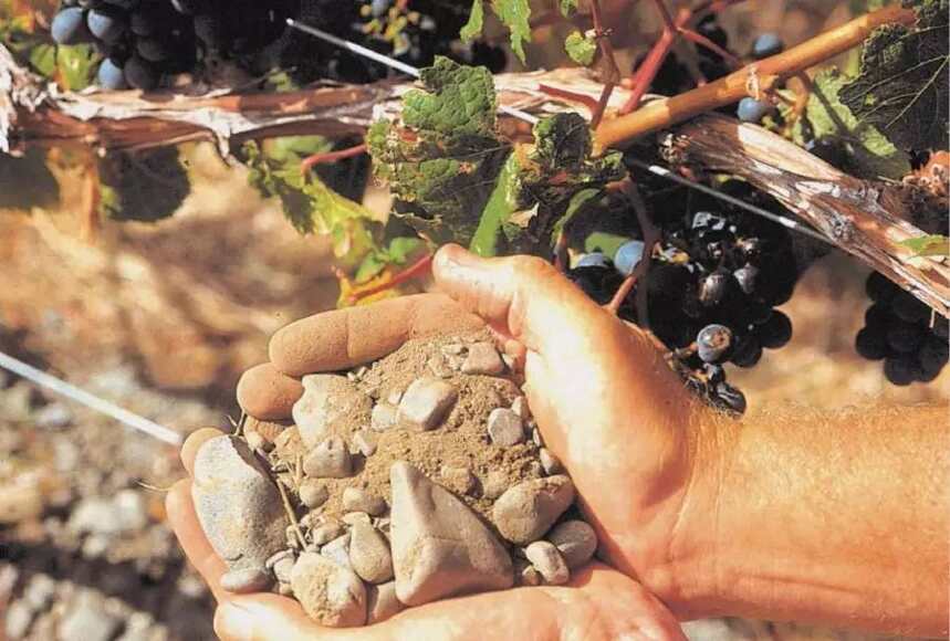 新西兰最佳红葡萄酒产区，这里的酒曾打败波尔多一级名庄木桐