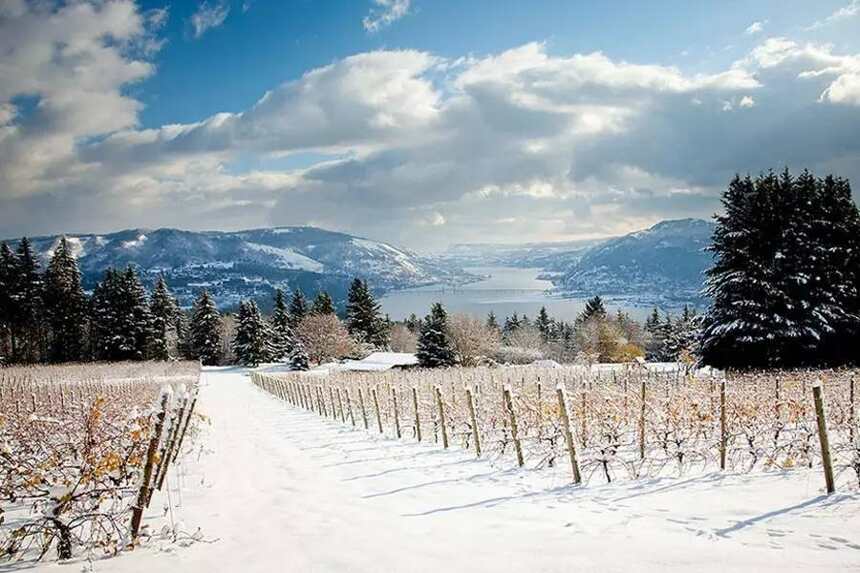 赏图｜一下雪，葡萄园就变成了一张绝美的明信片