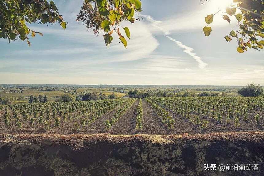 法国勃艮第圣维宏、松特内和萨维尼产区的葡萄酒简介