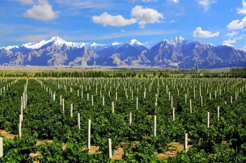 新疆可不只有棉花，葡萄酒也是一绝