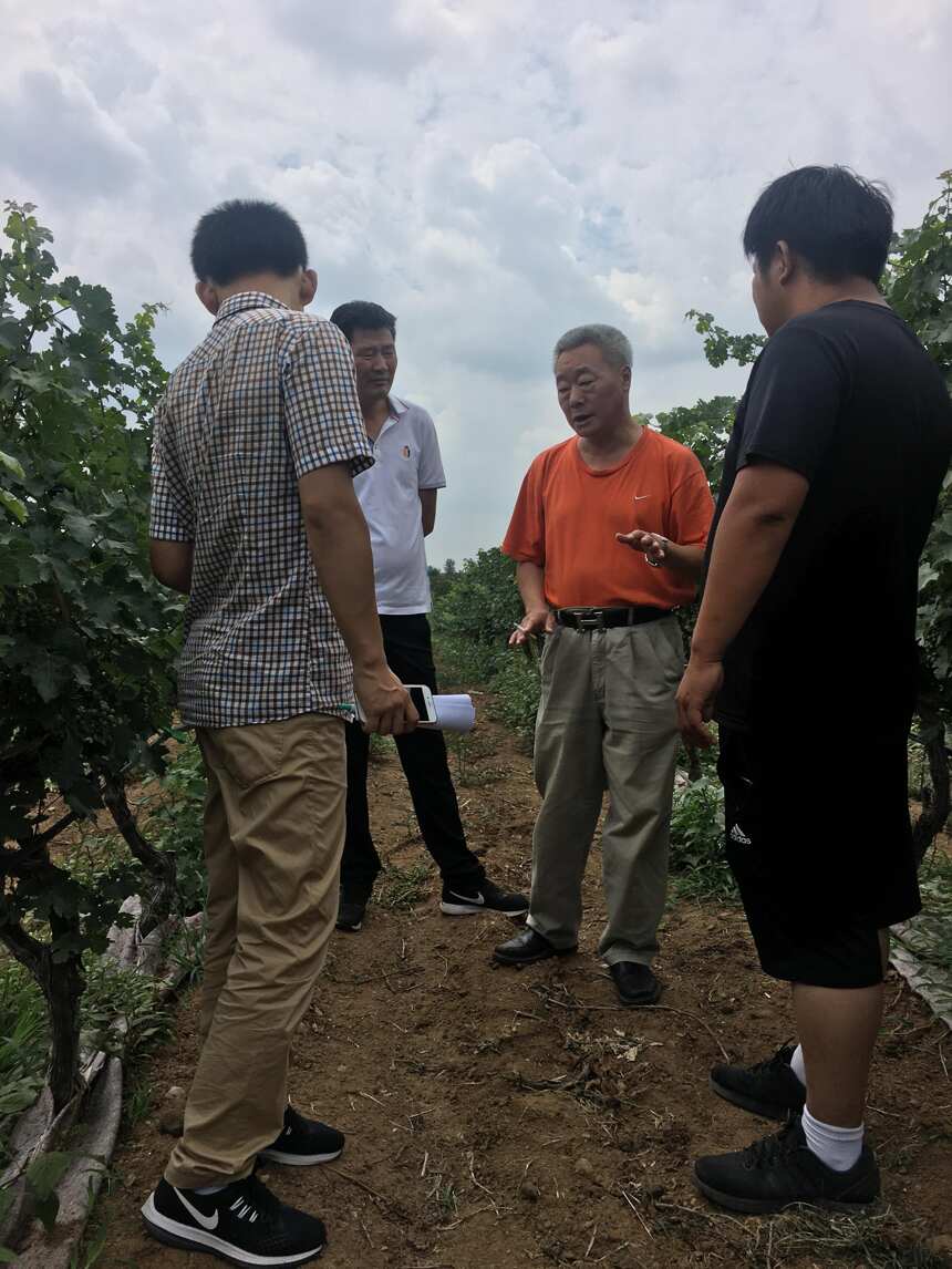 李华教授指导蓬莱产区各基地葡萄夏季管理