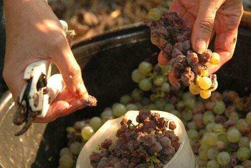 霉烂的葡萄也能酿酒？还是世界顶级佳酿？