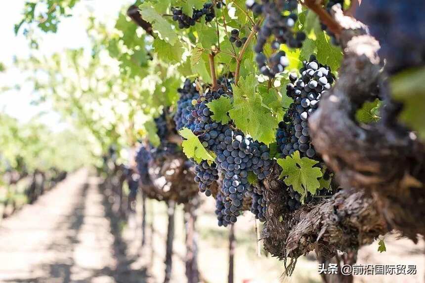 葡萄的质量决定了葡萄酒的品质！葡萄的成熟度对葡萄酒有什么影响