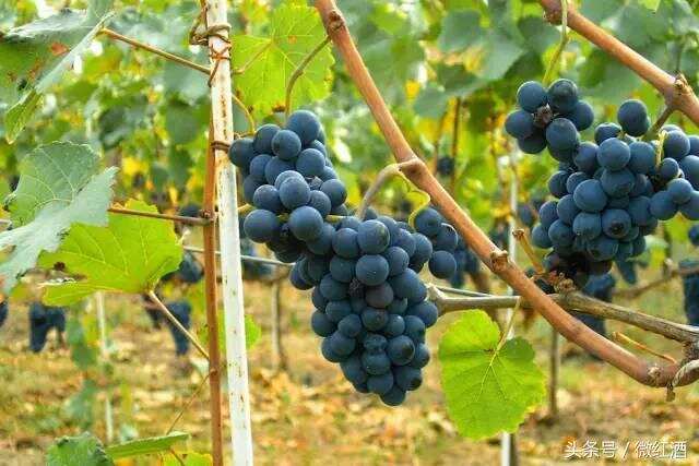 全球最流行的 10 大葡萄品种，有 1 个你居然没听过！