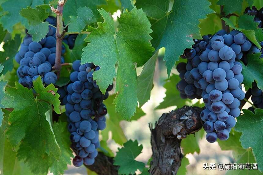 马斯卡斯奈莱洛葡萄酒，科普最常见的100种葡萄酒佳酿之一