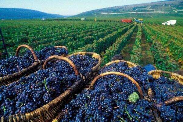 世界上最贵的葡萄酒原来产自这里