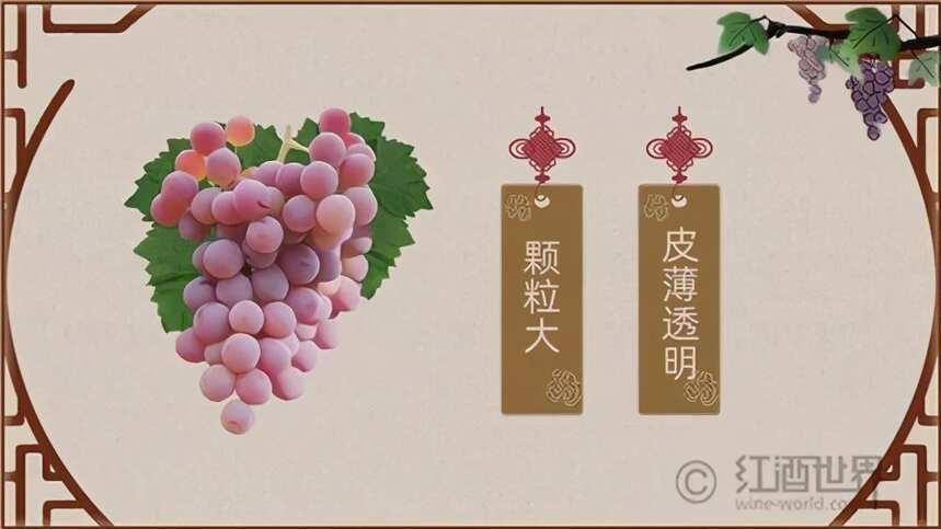 中国常见酿酒葡萄