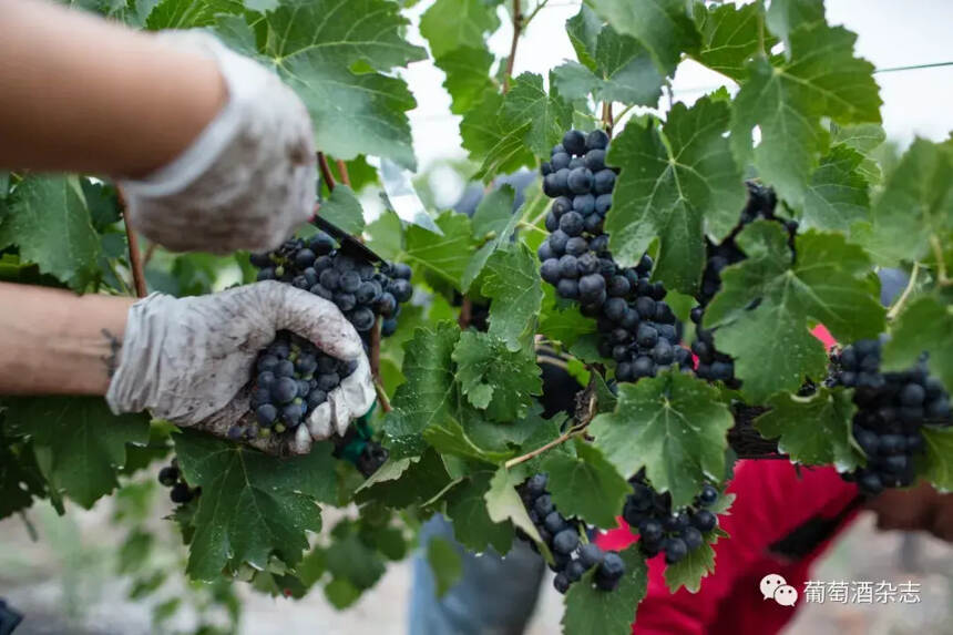 困境中，谁在中国葡萄酒市场的份额上升了？