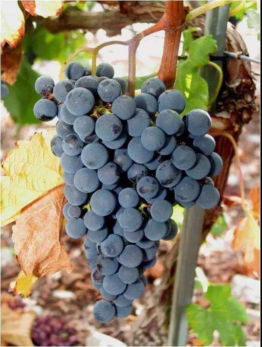 朱卫东：世界八个主要酿造葡萄酒的国际品种