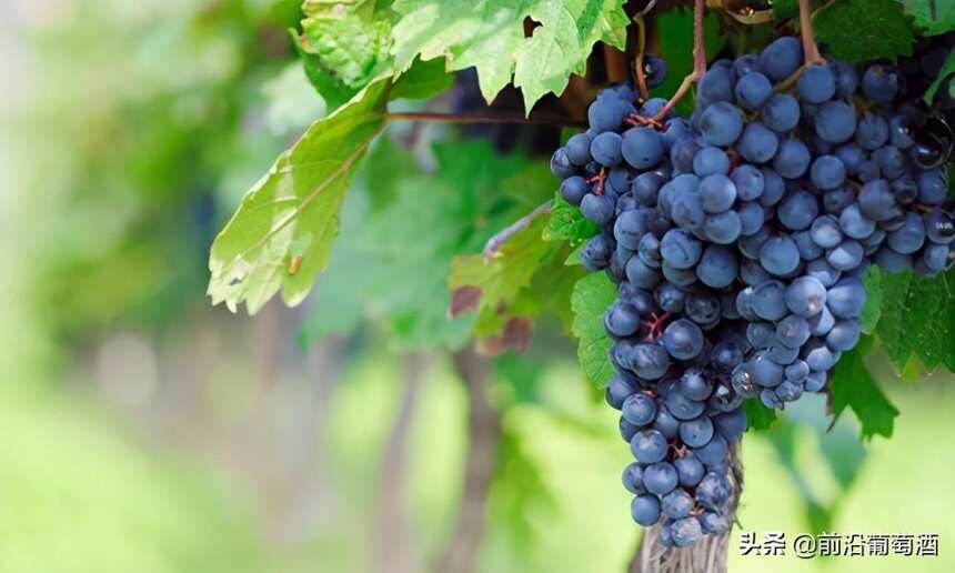莫纳斯特雷尔葡萄酒,科普最常见的100种葡萄酒佳酿之一慕合怀特酒