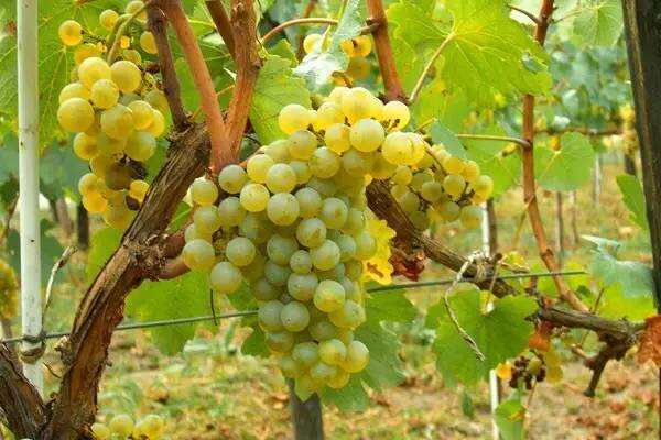 夏布利：独一无二的顶级白葡萄酒产区