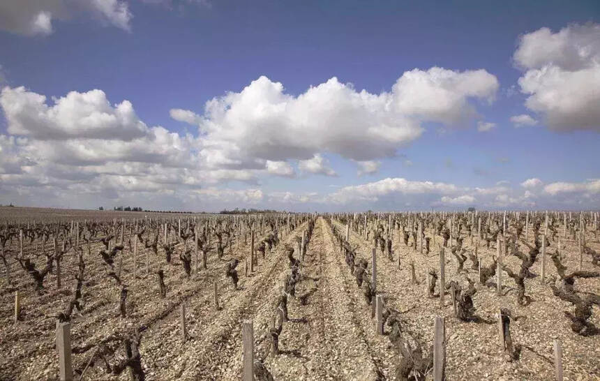 澳洲遇116年来最严重干旱，预计部分区域葡萄产量下降10%