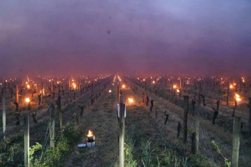 漫山遍野星火点点，世界最贵葡萄酒产区勃艮第放火烧山避免霜冻害