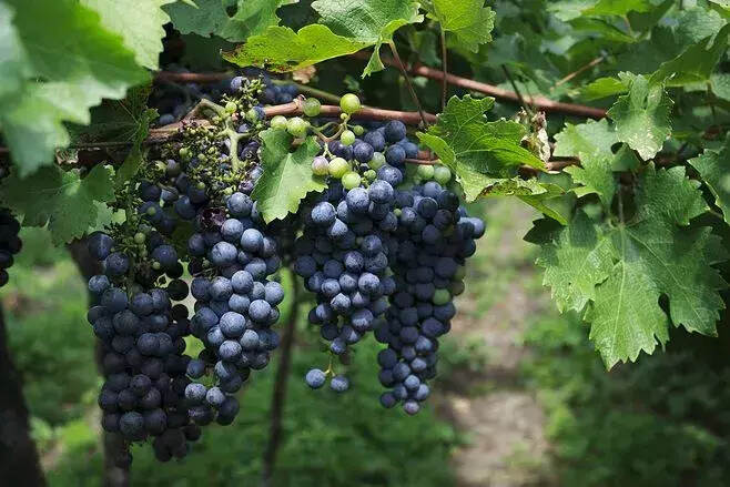 为什么葡萄酿成的酒，偏偏没有葡萄味？
