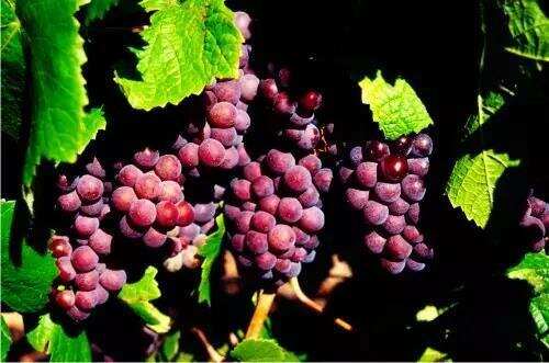 朱卫东：影响葡萄酒风格的主要因素