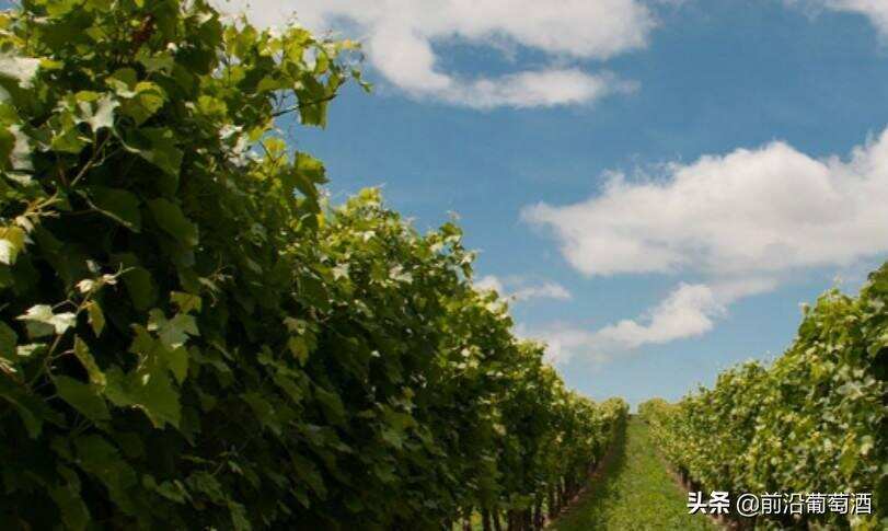 勃艮第葡萄酒之梅索(MEURSAULT)产区简介，梅索产区有什么葡萄酒
