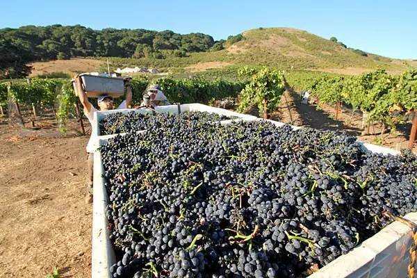 酿造82年拉菲的葡萄，每一颗到底多少钱？