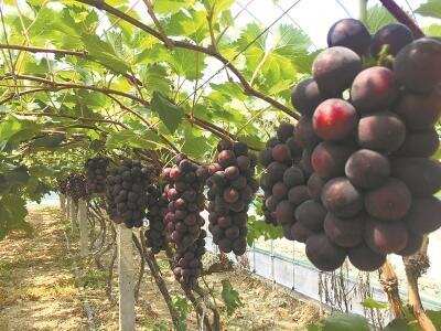 葡萄能吃出红酒味？耗时5年培育的新品葡萄即将上市