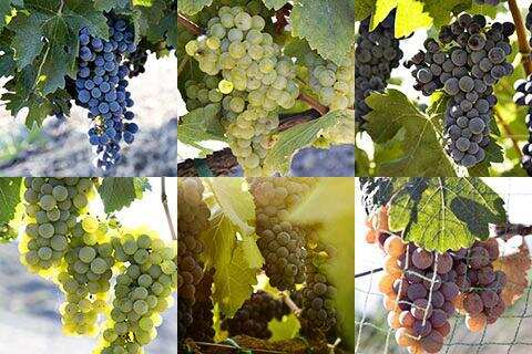科普：鲜食葡萄与酿酒葡萄的区别