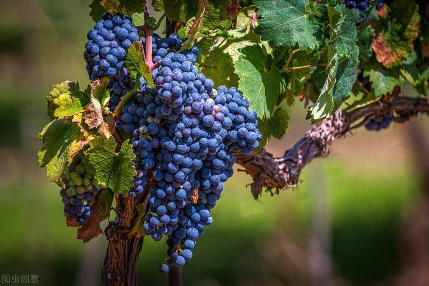 酿酒葡萄不等于鲜食葡萄