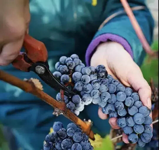 金秋“酒”月，关于葡萄采收你应该知道的那点事儿