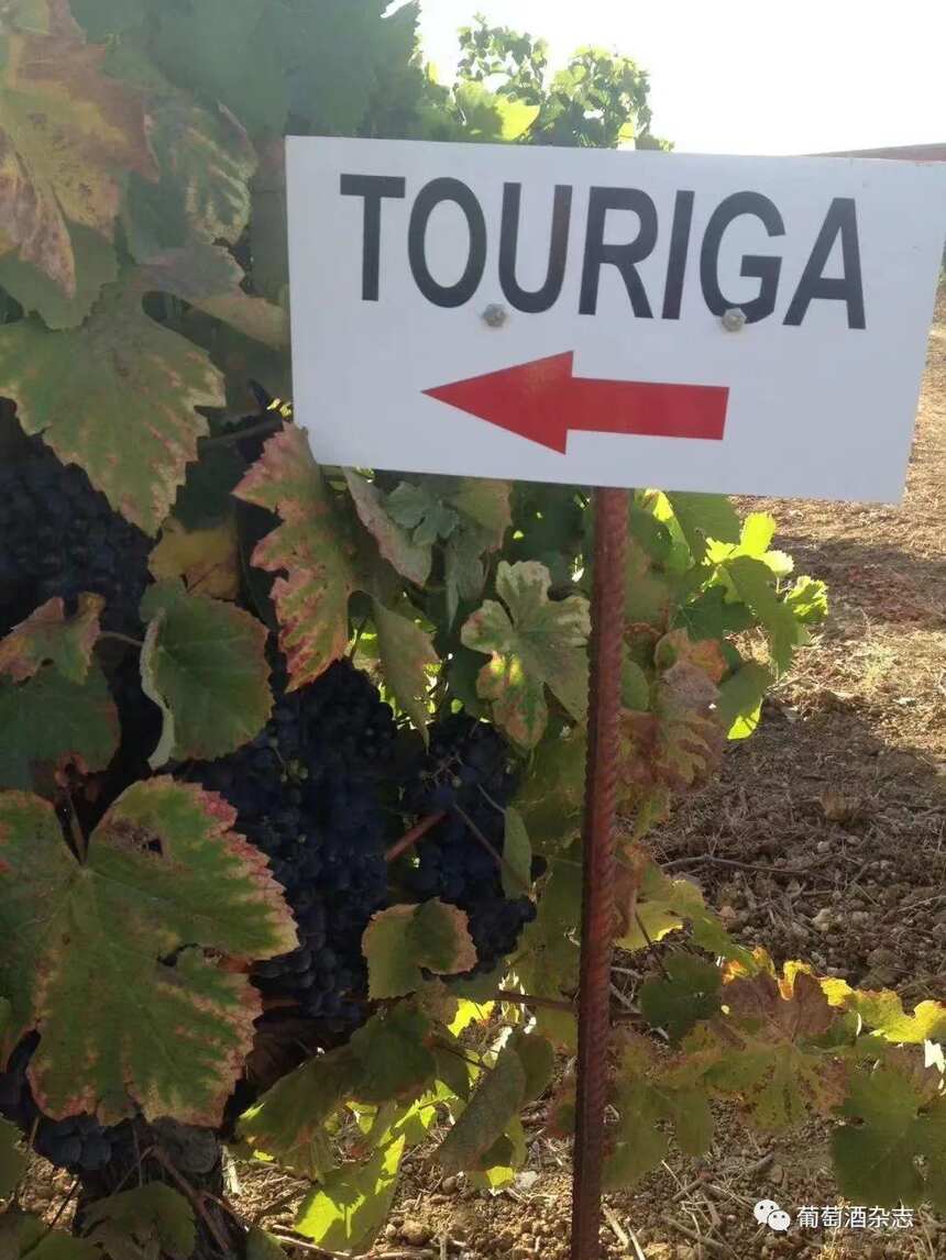 优质葡萄酒的诞生地：葡萄牙特茹产区