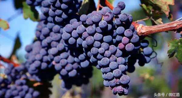 为什么很多葡萄酒都是赤霞珠和美乐混酿的？