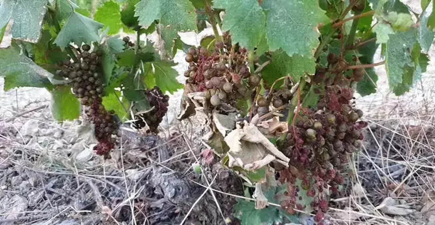 近40%法国南部葡萄藤被毁，超级热浪下的法国葡萄酒价格或将上涨